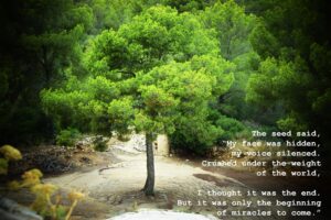 Photo and poetry titled, The Seed
